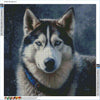 Glorious Siberian Husky- Diamond Kit - Painted Memory