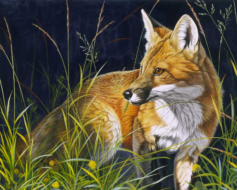 Young Red Fox - Painted Memory